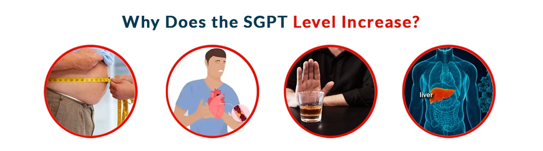 Why Does the SGPT Level Increase